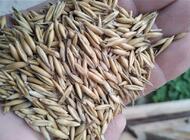 Grajewo ogłoszenia: Sprzedam pszenżyto ozime, ilość około 70 ton. Cena 85 zł za... - zdjęcie