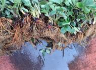 Grajewo ogłoszenia: Sprzedam sadzonki truskawek 
Odmiana słodka 
Z ładnym, dużym... - zdjęcie