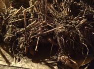 Grajewo ogłoszenia: ---Sprzedam cebulki  kwiatów   mieczyków
w kolorze rose suprem... - zdjęcie