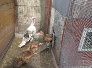 Grajewo ogłoszenia: Sprzedam  indyka  i kury kochiny miniaturowe.  Cena za indyka 200... - zdjęcie