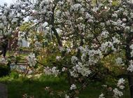 Grajewo ogłoszenia: Na sprzedaż działka nr 61 znajdująca się na terenie ROD... - zdjęcie