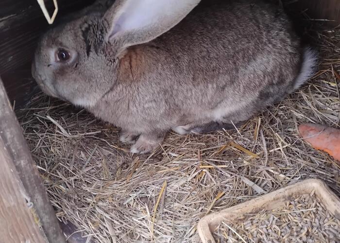 Grajewo ogłoszenia: Sprzedam samca mieszanka Baran z Belgiem ma ok 5 miesięcy, chowany...